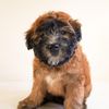 pupperlumi