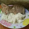 r4qq0