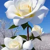 nguyenthithuy403