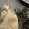 Bèo và Bảnh