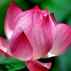 duongducbang_1705