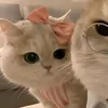 bae_haykhocc