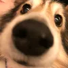 cheriefawndue