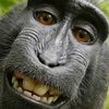 therealmonkeyfl