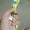 sanjananahrindisha