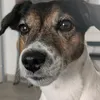mydogbestfriend