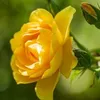 hng.nhung2406