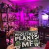 plant_stan303