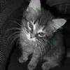vixieee_15