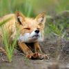itsthefox_x