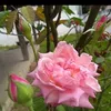 greicienesantos150
