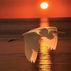 jadnour7