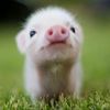pigsalad