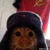 gato_sovieti