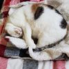 loafofbed