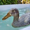 bansheeduck