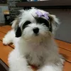 hachiii61
