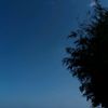 dandelionn_119