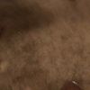 baldmonkey343