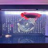 yuquanhuang1