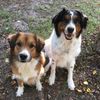 alldogsincorporated