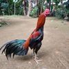 kosong_wae