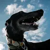 ozzy_greyhound