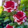 اميره الزهراني