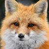 uniferfox