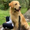 Bacon.retriver