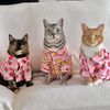 catluver71