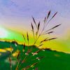 sudip.mollik661