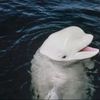 beluga1969
