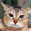 cowardlycat21
