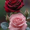 creatividad con Rosas