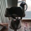 tyger.the.cat