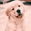 safirafurtado00