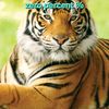 abu_saif80