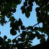 marsh_mallow575