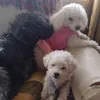juliledda2