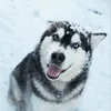 artem_7000