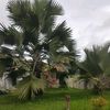 sarinah2674