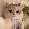 albedos.meowmix