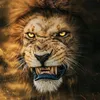dytygq2529ox