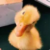 evusik_bubusik