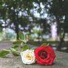 _meghla13