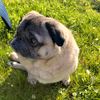 thepugbros3