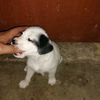 Todo_BIM