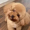 cosi_pet