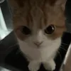 nanuhehe20
